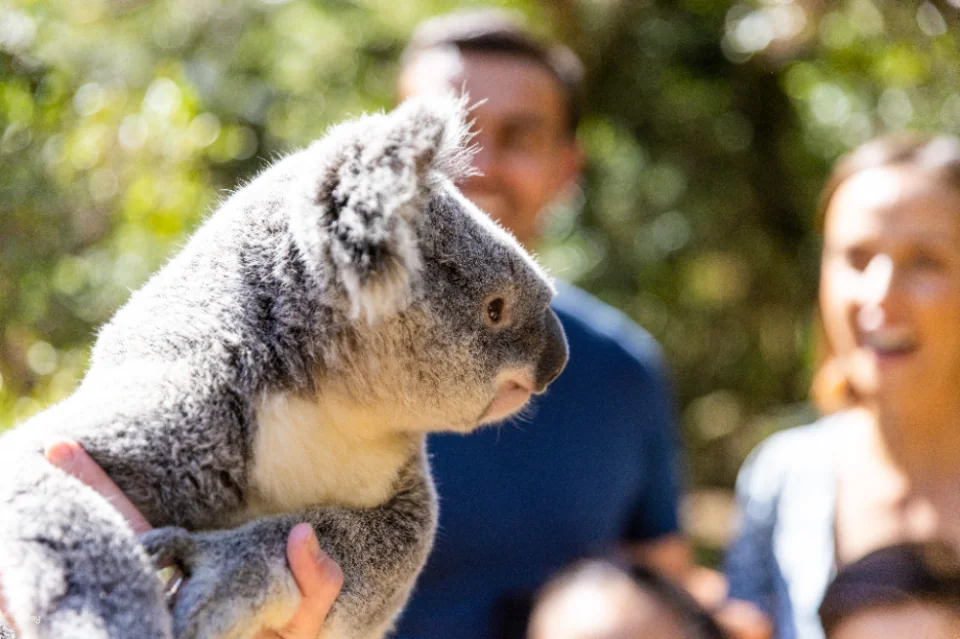 Dreamworld Ticket | Gold Coast