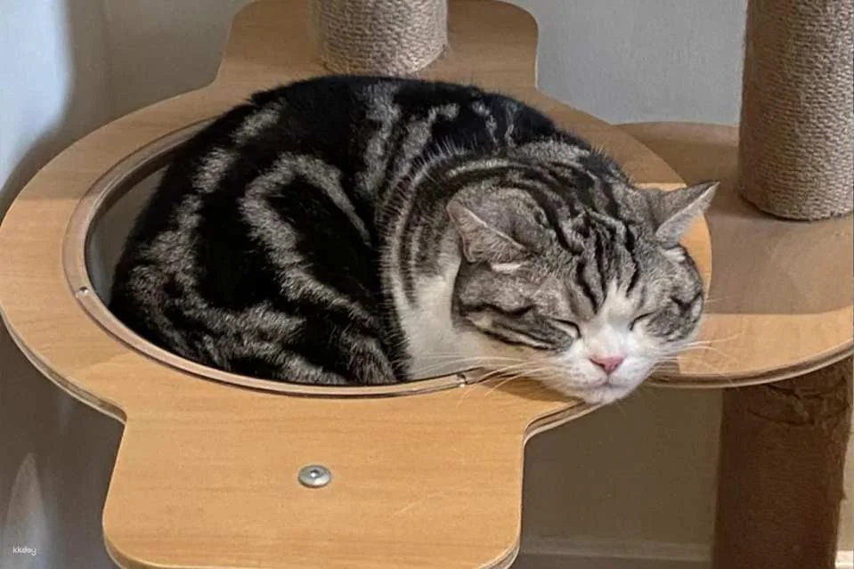 Drink A Friday Cat Cafe in Chengdu | A popular cat cafe in Kuanzhai Alley