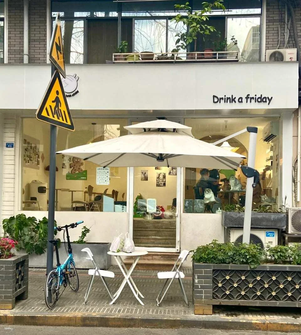 Drink A Friday Cat Cafe in Chengdu | A popular cat cafe in Kuanzhai Alley