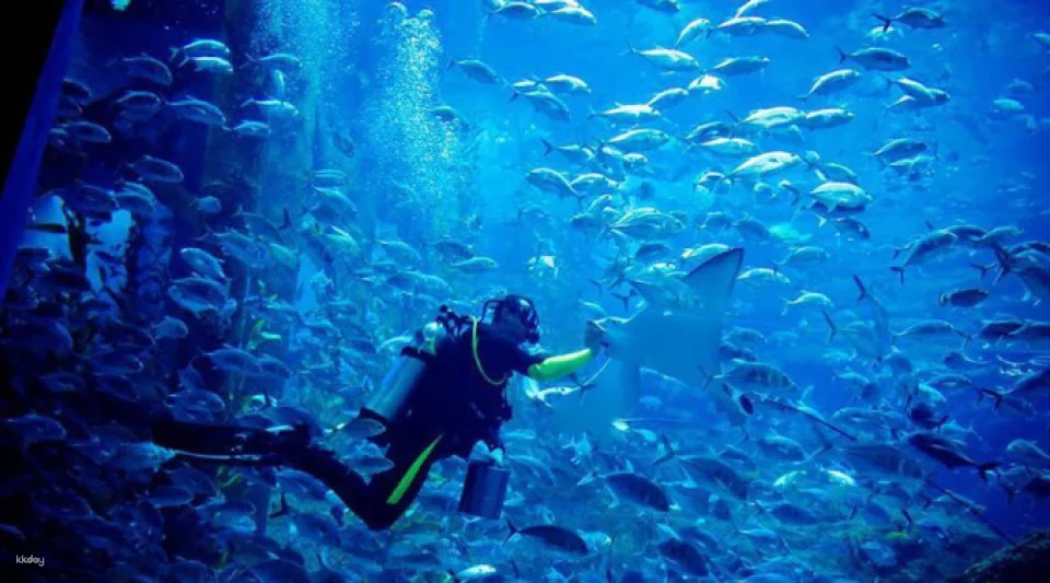 Dubai Aquarium and Underwater Zoo Ticket