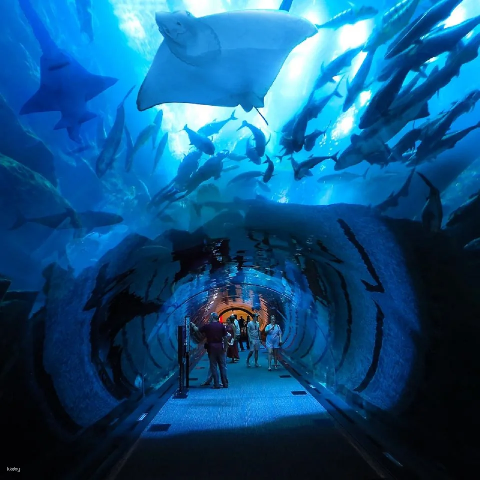 Dubai Aquarium and Underwater Zoo Ticket