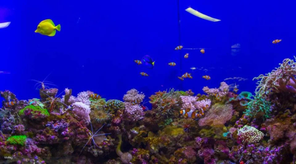 Dubai Aquarium and Underwater Zoo Ticket