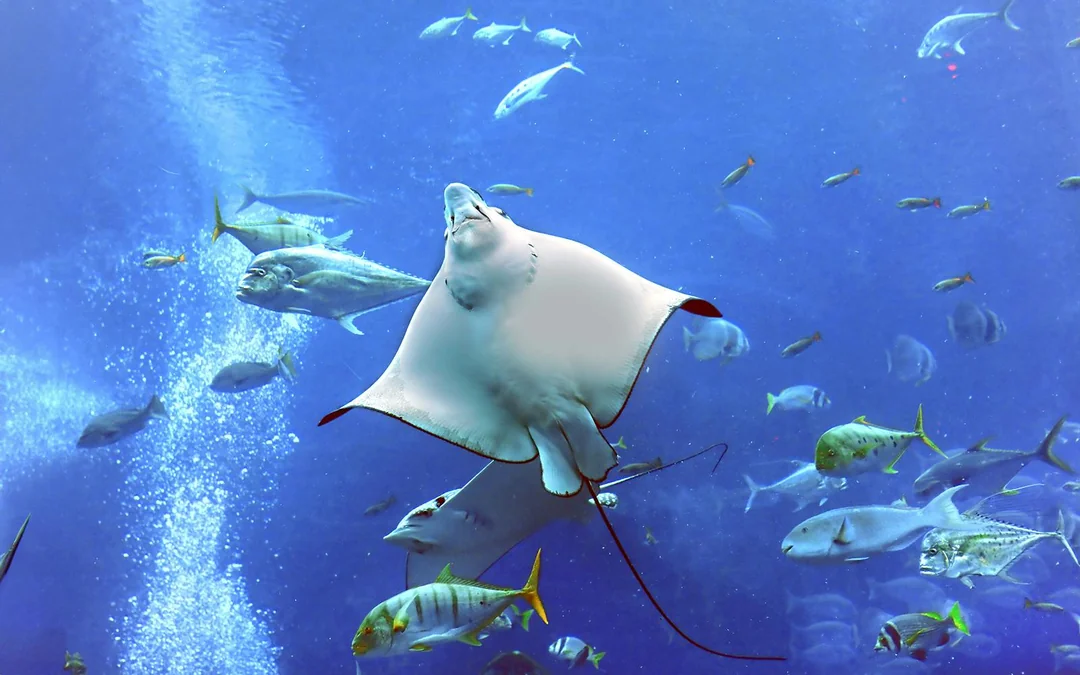 Dubai Aquarium & Underwater Zoo with Penguin Cove Tickets Image 2