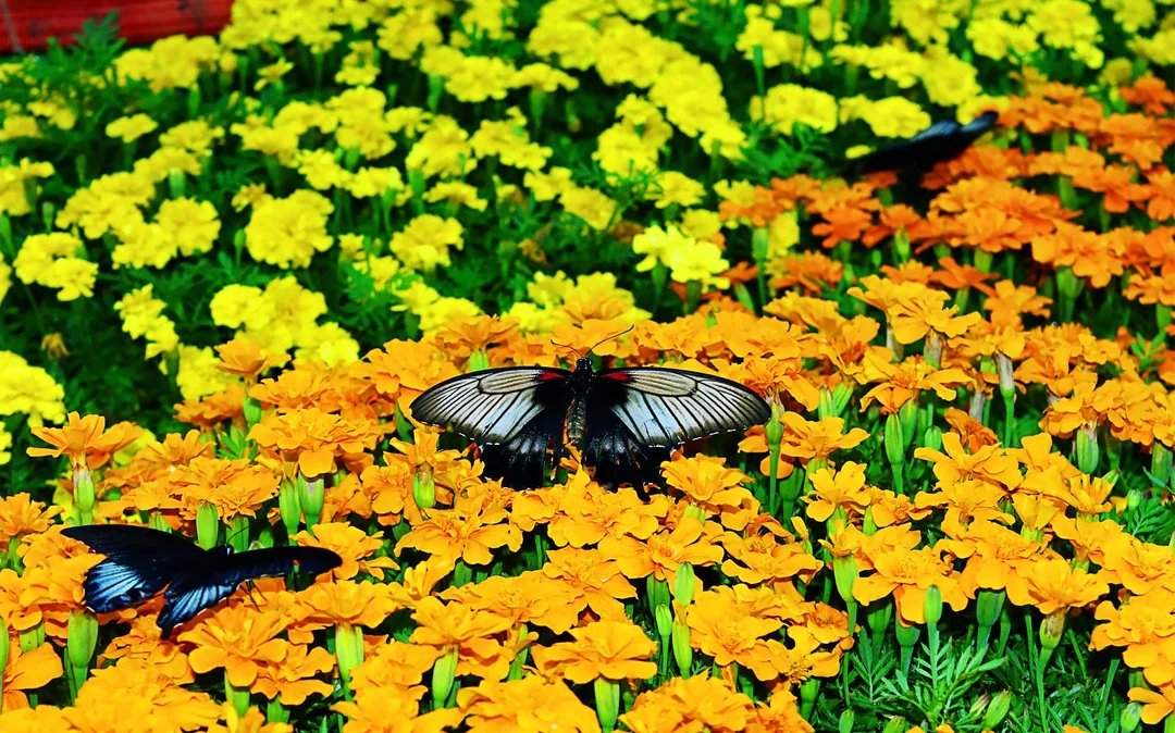Dubai Butterfly Garden Skip-the-Line Tickets Image 5