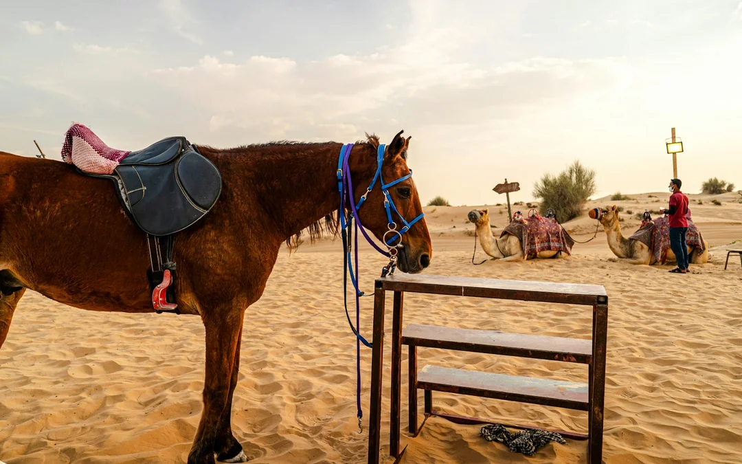 Dubai Private Morning Desert Safari with Sandboarding & Camel Ride Image 1