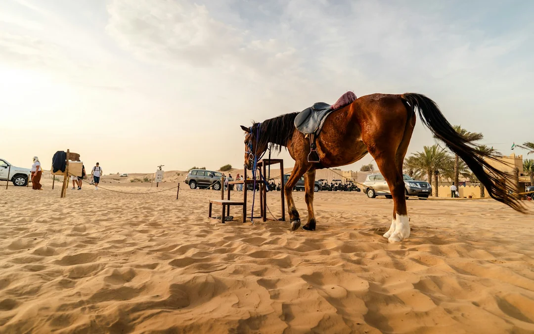 Dubai Private Morning Desert Safari with Sandboarding & Camel Ride Image 10