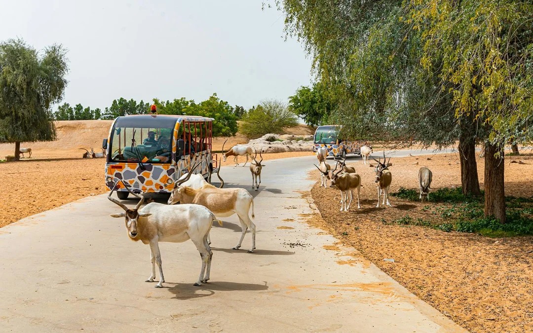 Dubai Safari Park Tickets with Explorer Safari & Shuttle Train Image 4