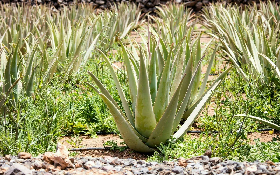 Eastern Majorca Tour with Arta Caves and Aloe Plantation Image 5