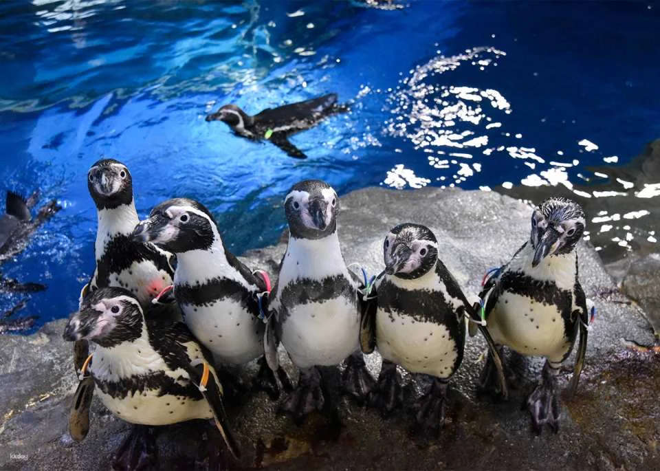 Enoshima Aquarium Admission Ticket (Fujisawa City, Kanagawa Prefecture)