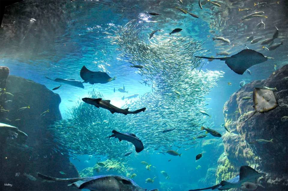 Enoshima Aquarium Admission Ticket (Fujisawa City, Kanagawa Prefecture)