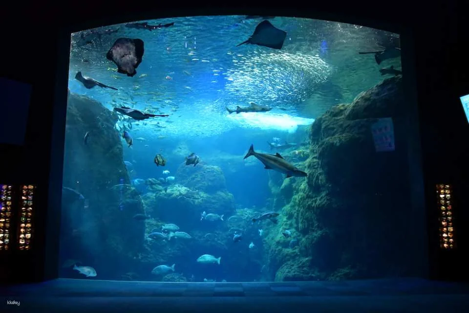 Enoshima Aquarium Admission Ticket (Fujisawa City, Kanagawa Prefecture)