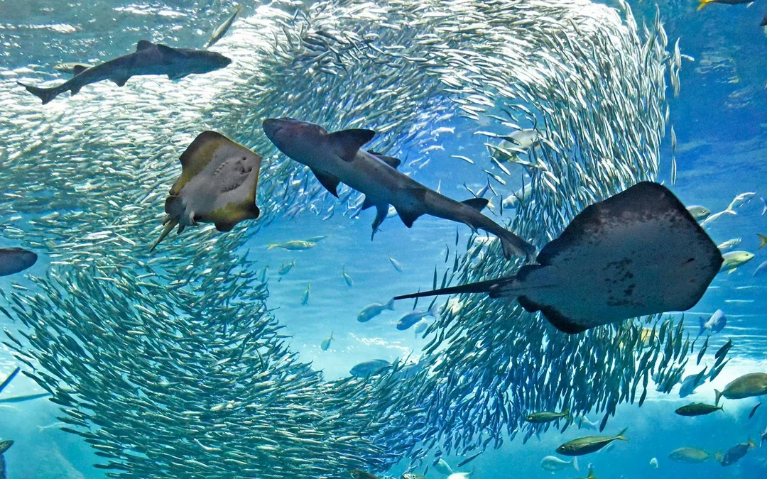 Enoshima Aquarium Tickets Image 7