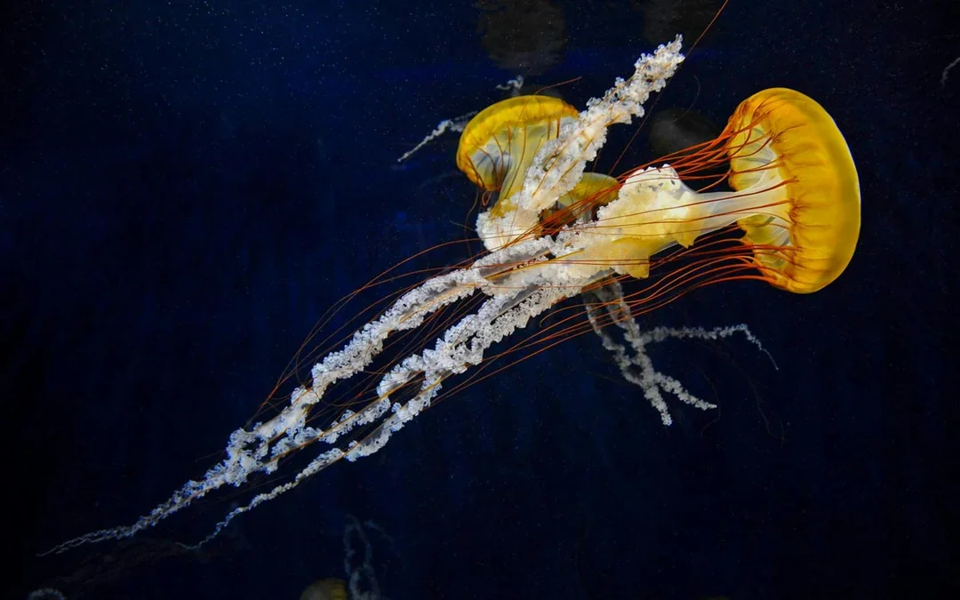 Enoshima Aquarium Tickets Image 8
