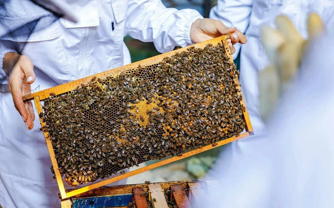 Expo City: Beeking Experience at Terra Tickets Image 2