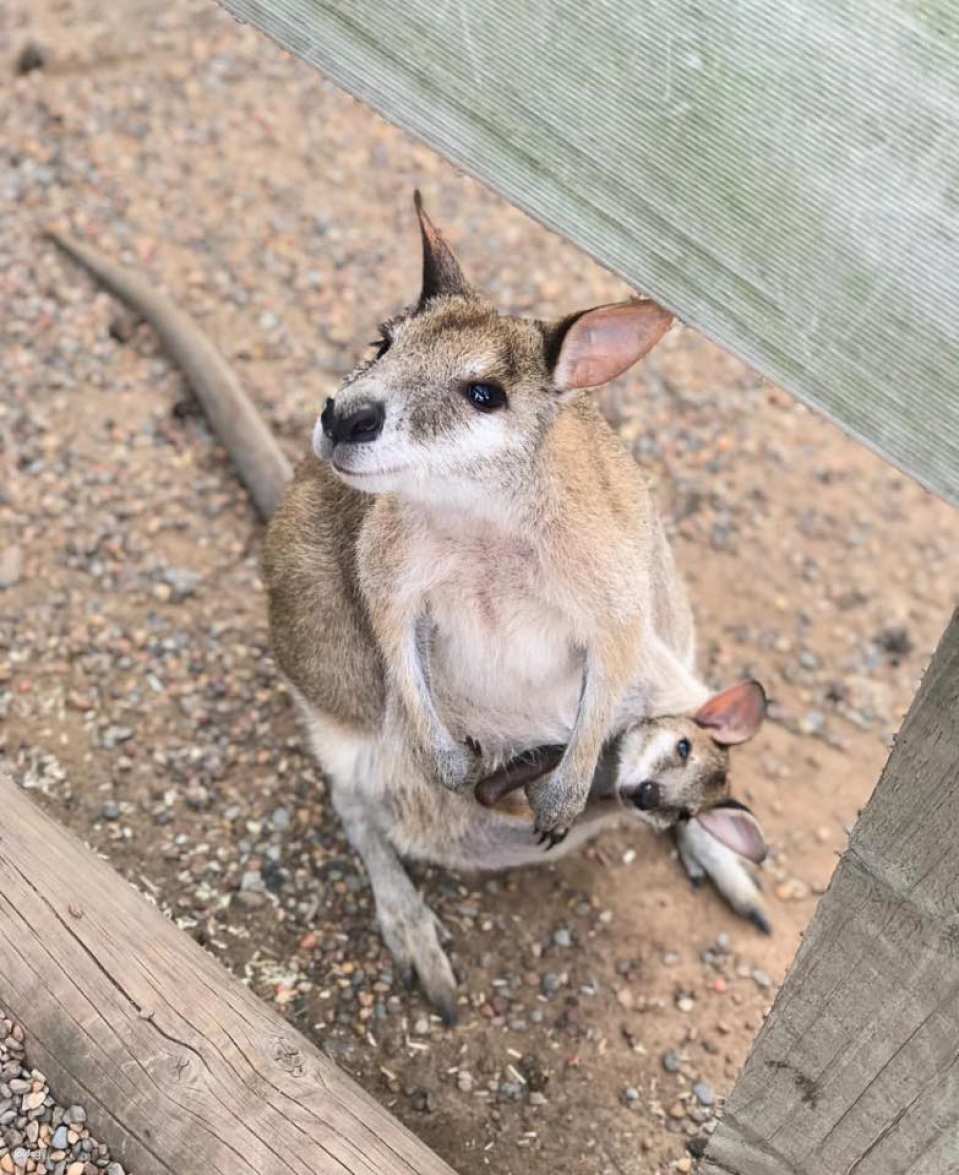 Featherdale Sydney Wildlife Park Ticket | Sydney