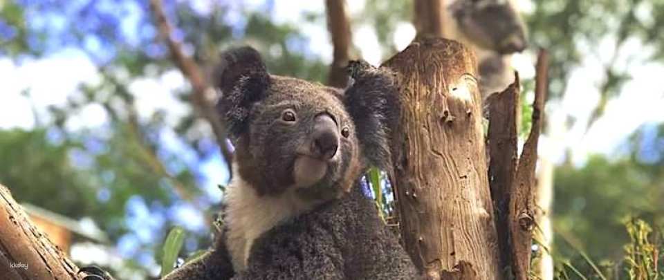 Featherdale Sydney Wildlife Park Ticket | Sydney