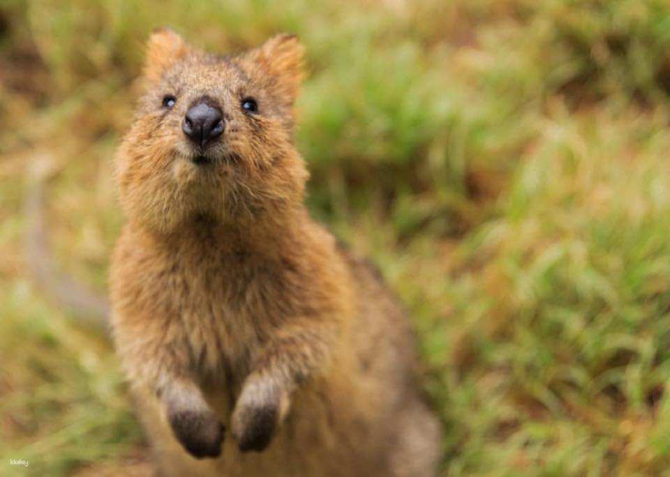 Featherdale Sydney Wildlife Park Ticket | Sydney