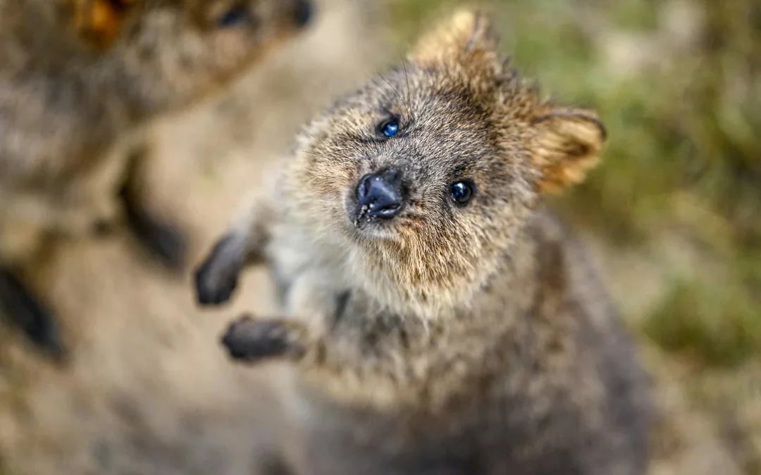 Featherdale Wildlife Park Tickets Image 7