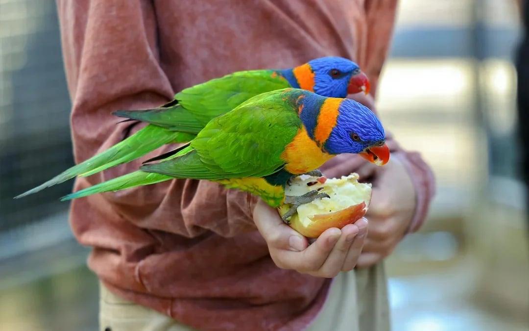 Featherdale Wildlife Park Tickets Image 8