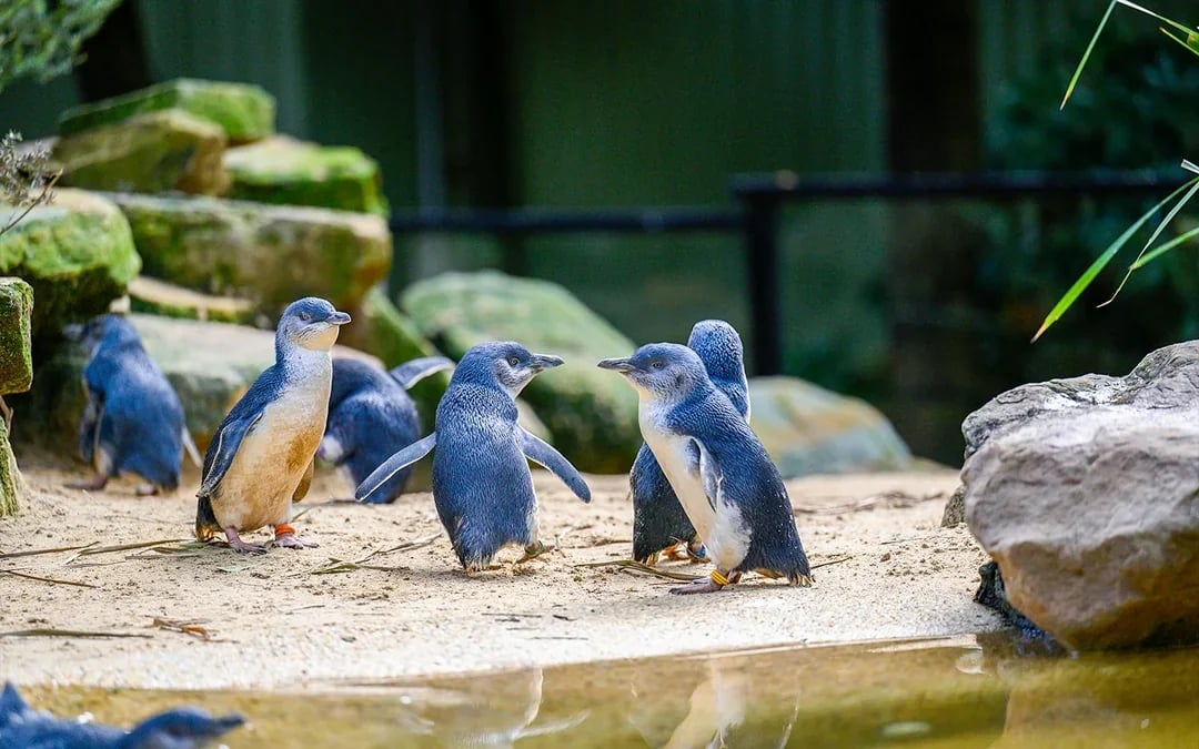 Featherdale Wildlife Park Tickets Image 9