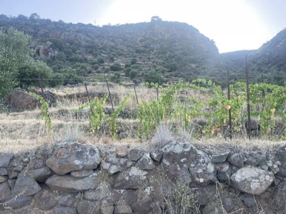 Filicudi vineyard stroll and Tuscia wine tasting experience
