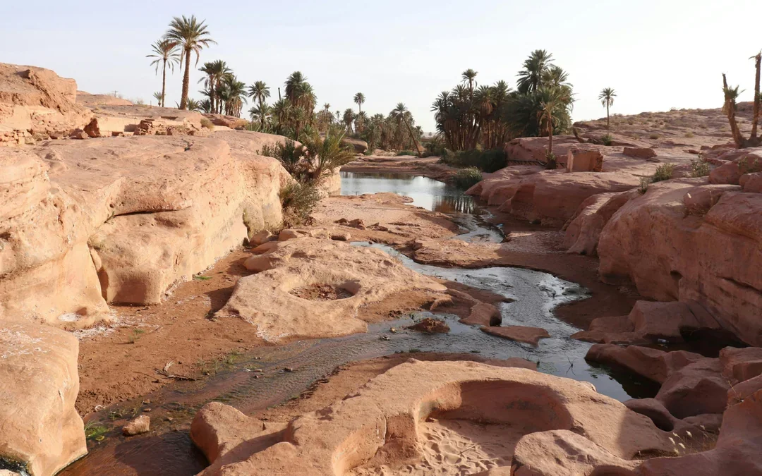 From Agadir: Taroudant & Tiout Oasis Full-Day Guided Tour with Lunch Image 5