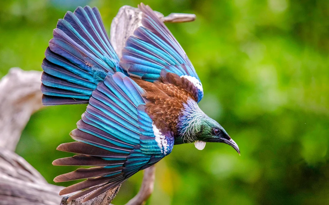 From Auckland: Tiritiri Matangi Island Day Trip with Return Ferry Image 4
