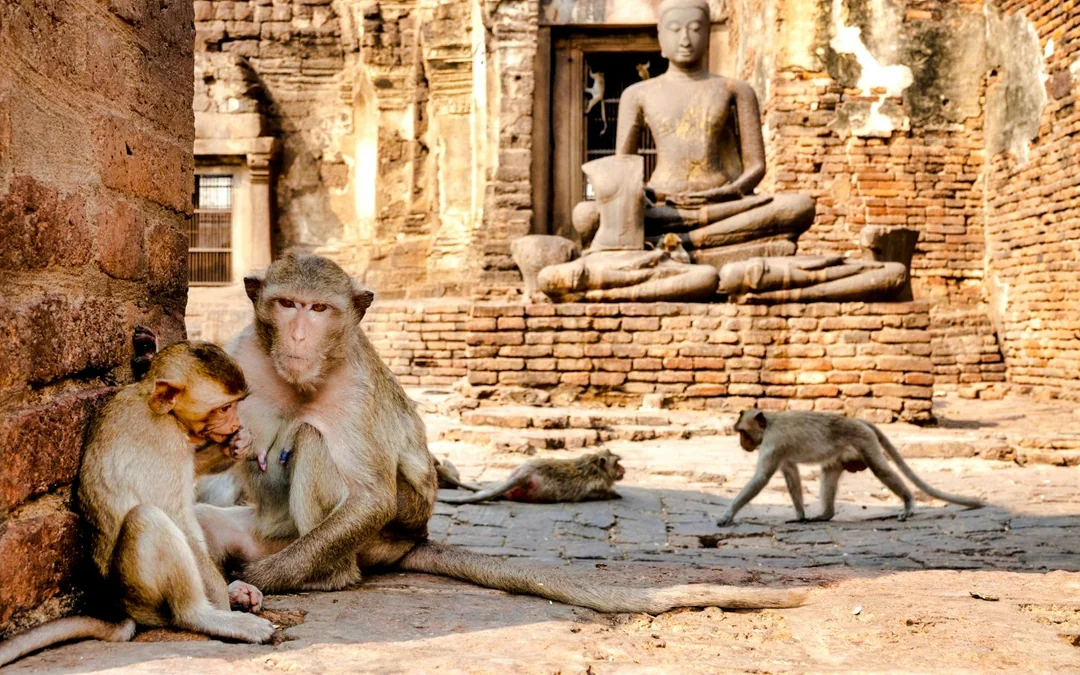 From Bangkok: Ayutthaya Historical Park and Lopburi Monkey Temple Small-Group Tour Image 6