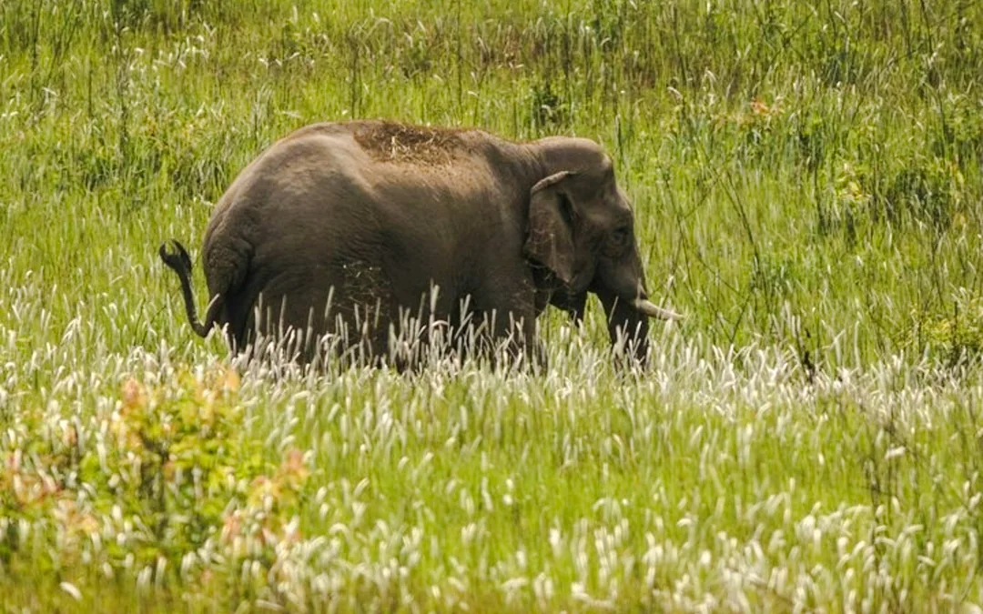 From Bangkok: Khao Yai National Park Small-Group Day Trip with Park Entrance Fee Image 5