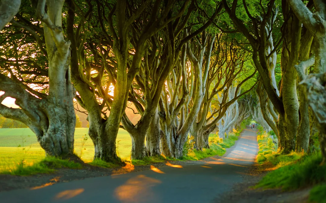 From Belfast: Giant’s Causeway, Dark Hedges & Dunluce Castle Full-Day Tour Image 5