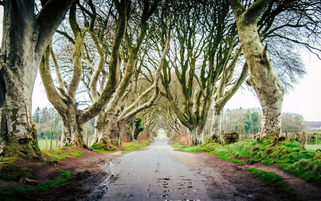From Belfast: Giant's Causeway Full-Day Tour Image 3