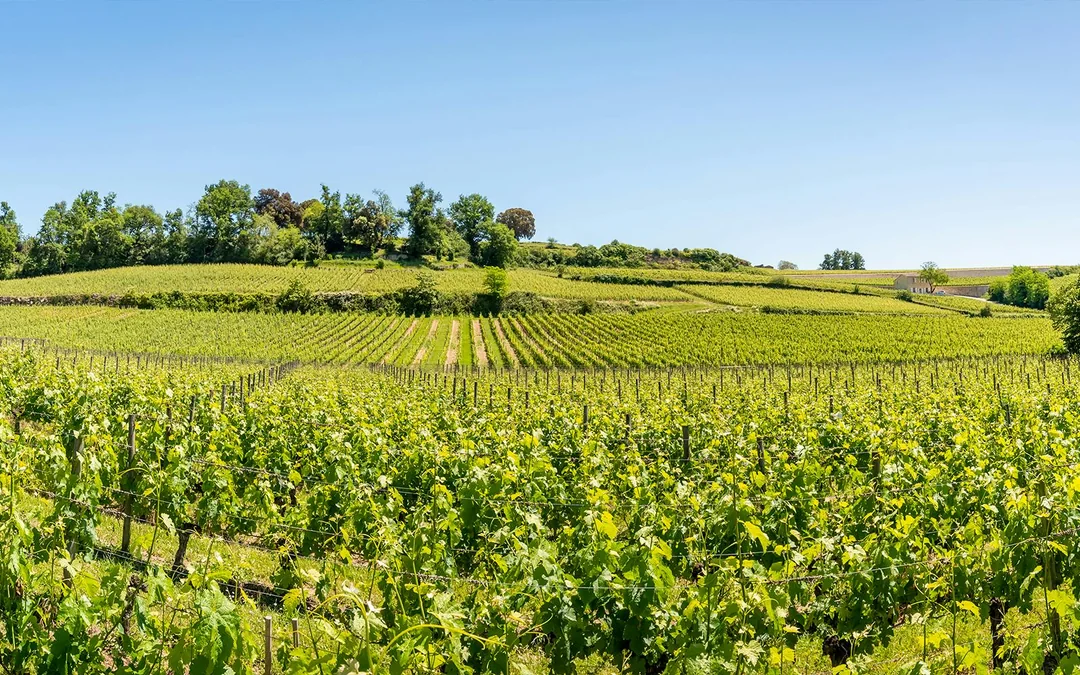 From Bordeaux: Saint-Émilion Full-Day Guided Tour with Lunch Image 1
