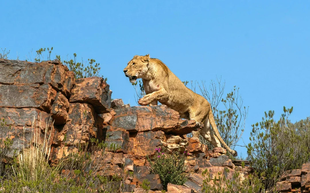 From Cape Town: Aquila Big 5 Safari Day Tour with Private Transfers, Meals, and Wine Tasting Image 11