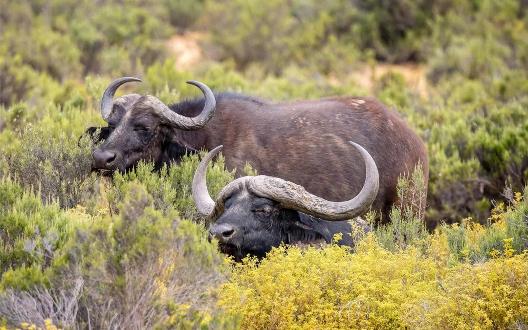 From Cape Town: Aquila Big 5 Safari Day Tour with Private Transfers, Meals, and Wine Tasting Image 3