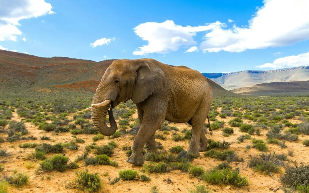 From Cape Town: Aquila Big 5 Safari Day Tour with Private Transfers, Meals, and Wine Tasting Image 4