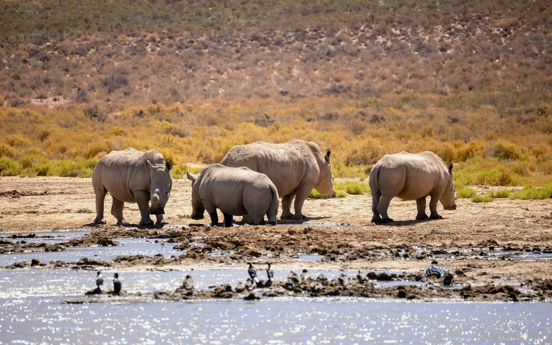 From Cape Town: Aquila Big 5 Safari Day Tour with Private Transfers, Meals, and Wine Tasting Image 5