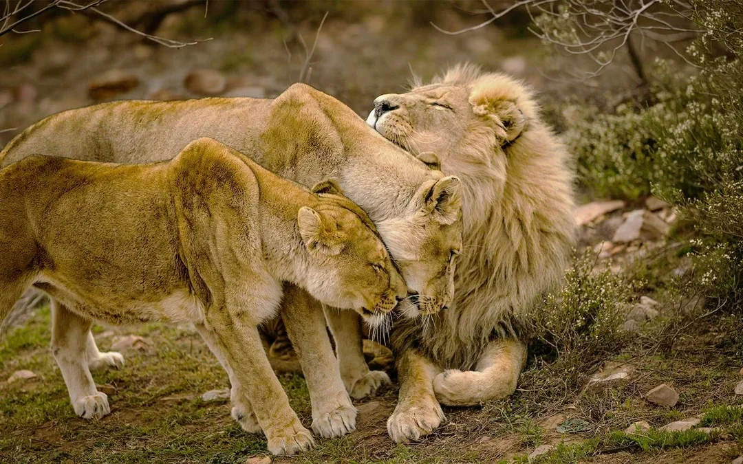 From Cape Town: Full-Day Big Five Safari Experience with Lunch at Aquila Game Reserve Image 1