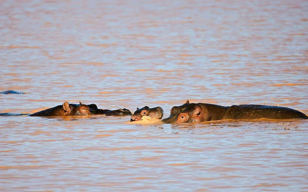 From Cape Town: Full-Day Big Five Safari Experience with Lunch at Aquila Game Reserve Image 2