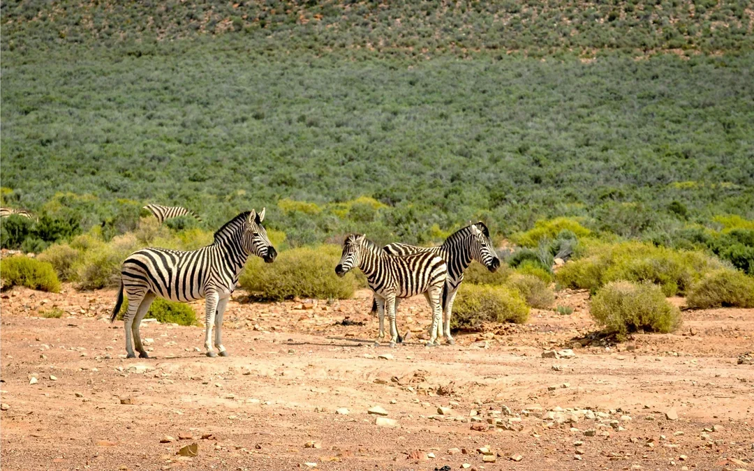 From Cape Town: Full-Day Big Five Safari Experience with Lunch at Aquila Game Reserve Image 3