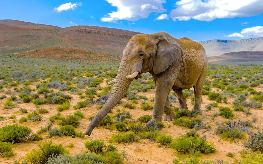 From Cape Town: Full-Day Big Five Safari Experience with Lunch at Aquila Game Reserve Image 4
