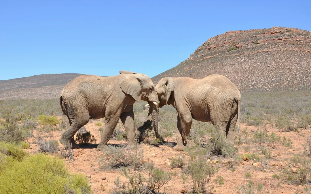From Cape Town: Full-Day Big Five Safari Experience with Lunch at Aquila Game Reserve Image 10