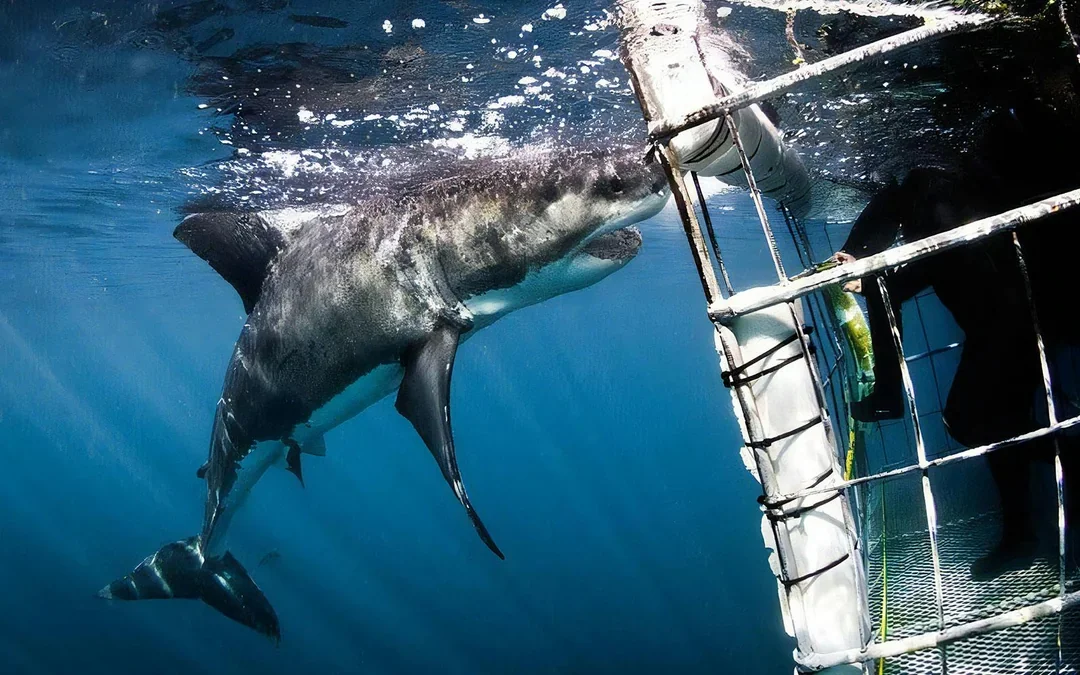From Cape Town: Gansbaai Shark Cage Diving & Stony Point Penguin Colony Private Tour with Transfers Image 2