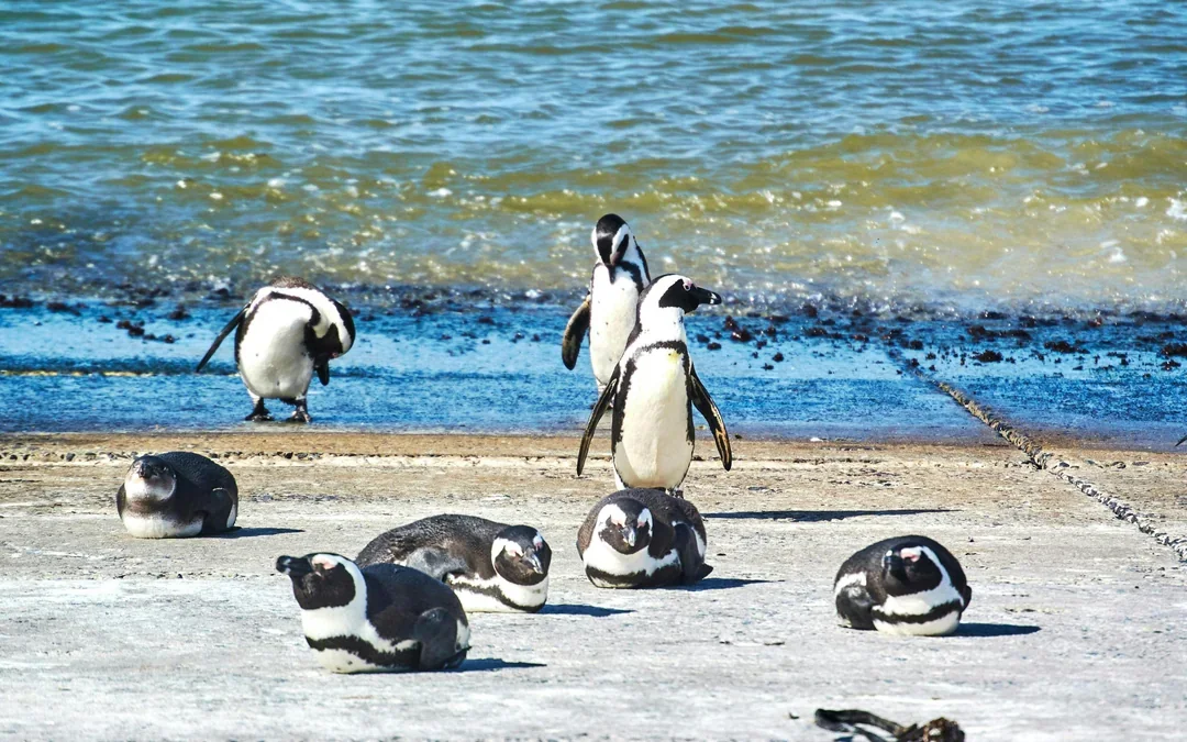 From Cape Town: Gansbaai Shark Cage Diving & Stony Point Penguin Colony Private Tour with Transfers Image 4