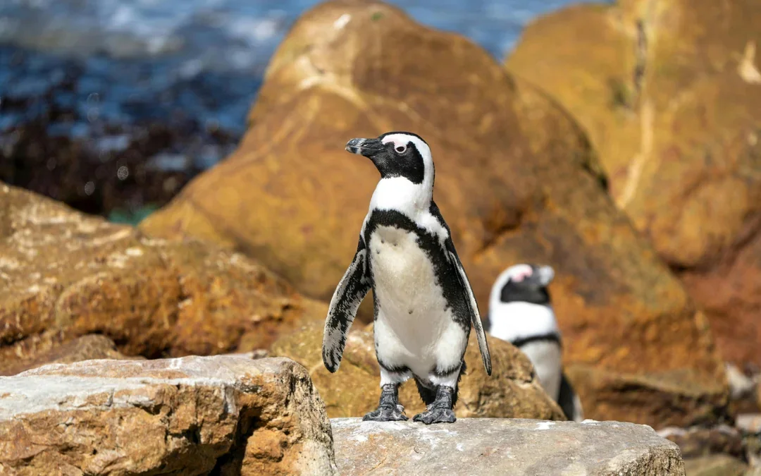From Cape Town: Gansbaai Shark Cage Diving & Stony Point Penguin Colony Private Tour with Transfers Image 5