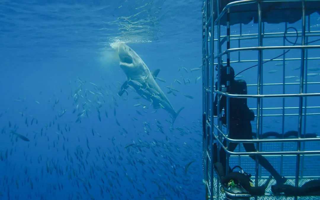 From Cape Town: Gansbaai Shark Cage Diving & Stony Point Penguin Colony Tour with Lunch & Transfers Image 11