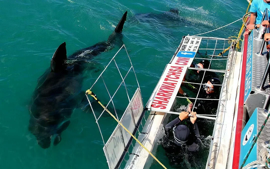 From Cape Town: Gansbaai Shark Cage Diving & Stony Point Penguin Colony Tour with Lunch & Transfers Image 3