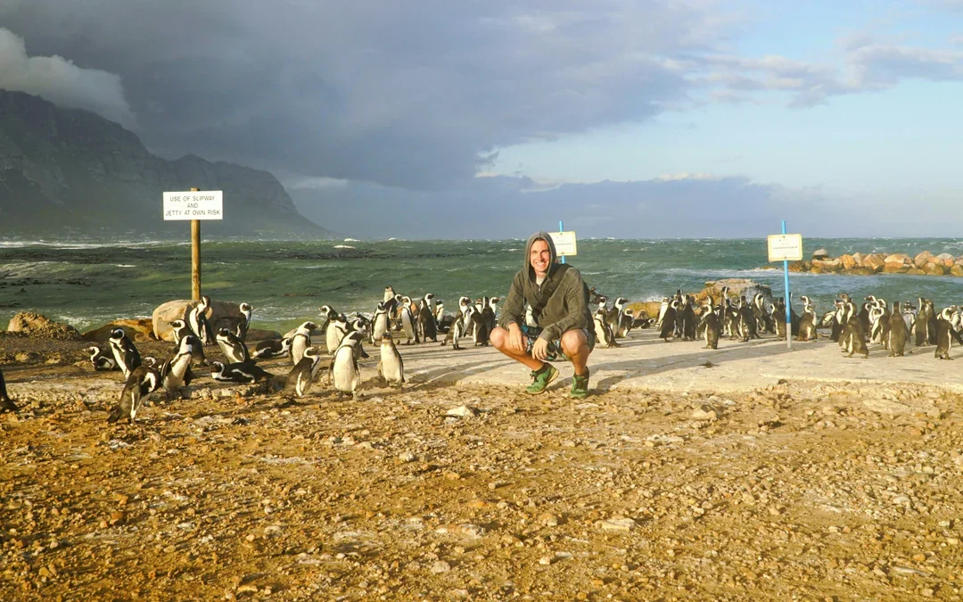 From Cape Town: Gansbaai Shark Cage Diving & Stony Point Penguin Colony Tour with Lunch & Transfers Image 4