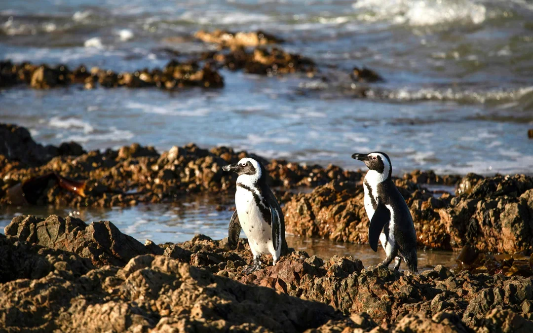 From Cape Town: Gansbaai Shark Cage Diving & Stony Point Penguin Colony Tour with Lunch & Transfers Image 5