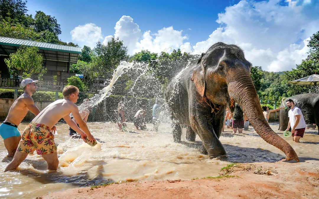 From Chiang Mai: Overnight Stay Package (2D1N) at Elephant Jungle Sanctuary with Hotel Transfers Image 2