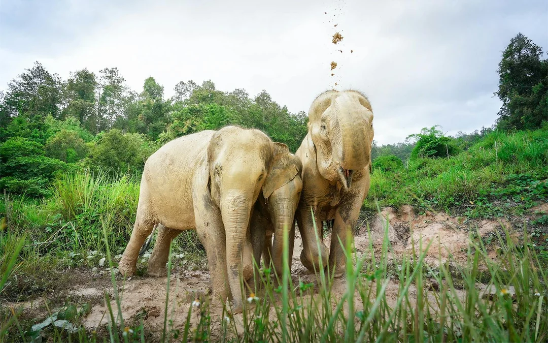 From Chiang Mai: Overnight Stay Package (2D1N) at Elephant Jungle Sanctuary with Hotel Transfers Image 3